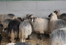 Vakcine protiv bolesti plavog jezika za ovce