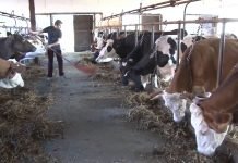 Podsticaji za investicije u nove mašine i opremu u stočarstvu