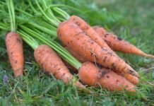 Skladištenje šargarepe