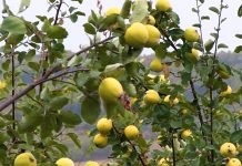 Stone sorte voća od kojih se pravi rakija