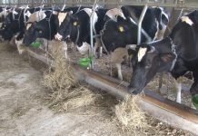 Konkurs za stočare u Vojvodini