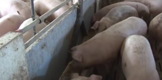 Čime možete, a čime nikako ne smete hraniti svinje