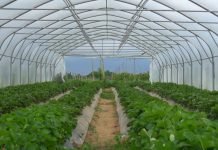 Podsticaji za izgradnju i opremanje plastenika u Vojvodini