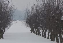 Zimsko mirovanje voćaka