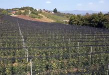 Čađava krastavost jabuke i kruške