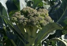 Uzgoj brokolija