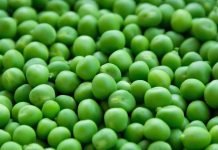 Setva i berba graška