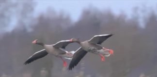 Međunarodni popis ptica vodenih staništa