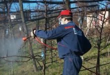 Prolećno plavo prskanje voća