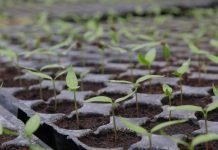 Preventivne mera za kontrolu štetnih organizama u proizvodnji rasada