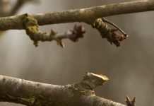 Rezidba stone plave šljive