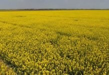 Uljana repica – Trenutno zdravstveno stanje