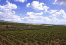 Orezivanje vinograda