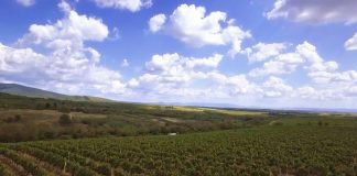 Orezivanje vinograda