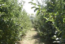 Tretiranje jabuke protiv bolesti