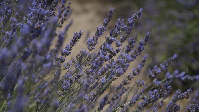 Lavanda