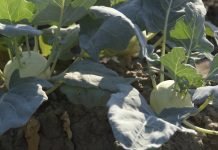 Proizvodnja kelerabe