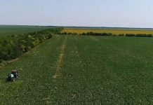 Petopoljni plodored kao preporuka pred setvu šećerne repe i suncokreta