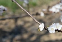 Zaštita koštičavog voća od monilioze