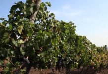 Besemena sorta vinove loze