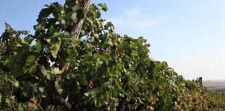Besemena sorta vinove loze