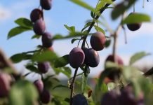 Čačanska rodna šljiva