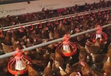 Povećanje nosivosti kod koka nosilja