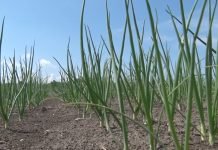 Arpadžik i lukova muva