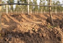 Optimalni uslovi za gajenje biljaka