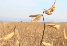 Gajenje soje u plodoredu