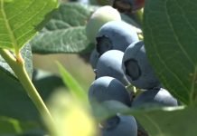 Borovnica se bolje prodaje od jabuka i banana