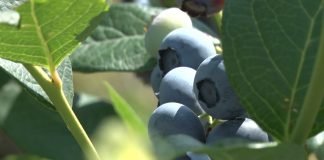 Borovnica se bolje prodaje od jabuka i banana