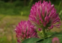 Lucerka i crvena detelina kao hrana za stoku