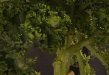 Setva lisnatog kelja