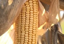 Vreme je za setvu kukuruza