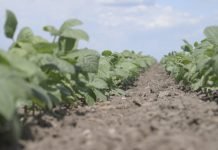 Način setve pasulja