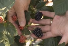 Suzbijanje purpurne pegavosti kupine