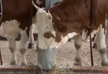 Krave piju do 80 litara vode dnevno