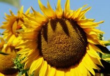 Setva hibrida suncokreta