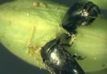 Kako se suzbija sjajnik uljane repice