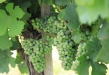 Kako pravilno zaštititi vinovu lozu od bolesti i štetočina