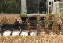 Smanjenje gustine setve kukuruza znači manji broj biljaka u žetvi i time manji prinos