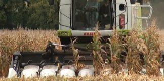 Smanjenje gustine setve kukuruza znači manji broj biljaka u žetvi i time manji prinos