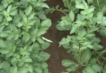 Faktori za brzo i pravilno klijanje i nicanje krompira