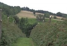 Jesenja ili prolećna sadnja malina?