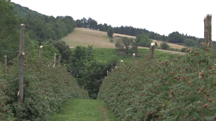 maline