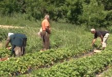 Evidencija sezonskih radnika u elektronskom sistemu za pojednostavljenu prijavu