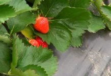 Fungicidi štite jagode