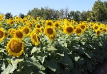 Neophodni uslovi za uspešno gajenje suncokreta