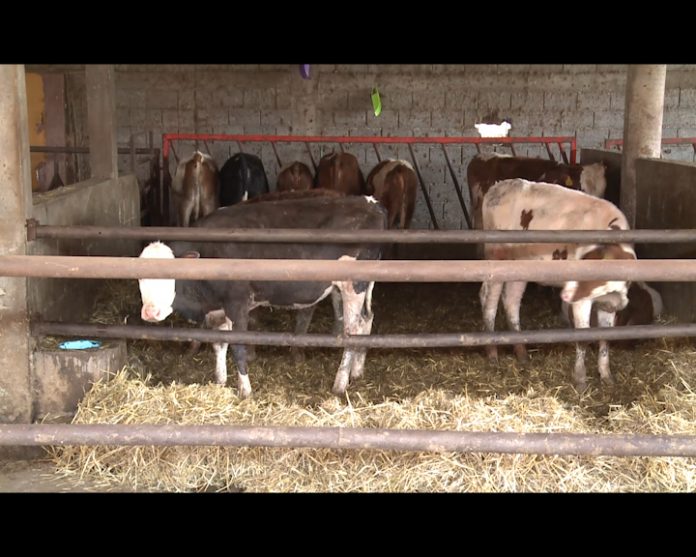 BIJELJINA Stanje na farmama